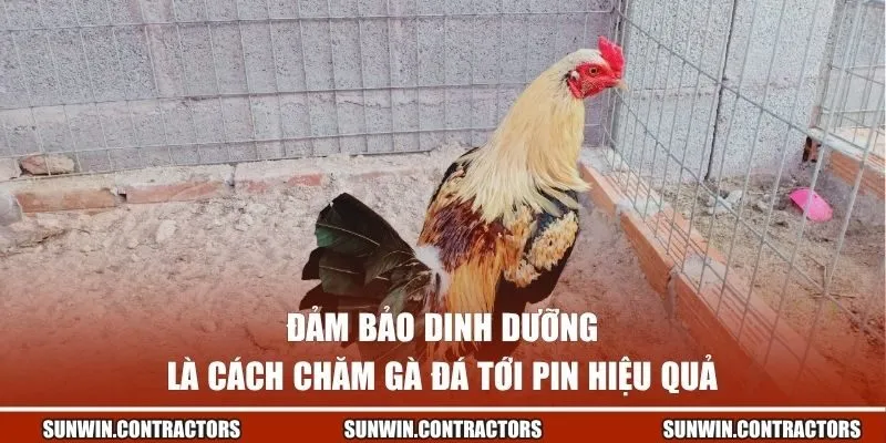 Cách Chăm Gà Đá Tới Pin - Bí Quyết Giúp Sở Hữu Thần Kê 2 Đảm bảo dinh dưỡng là cách chăm gà đá tới pin hiệu quả