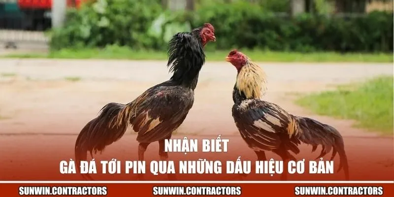 Cách Chăm Gà Đá Tới Pin - Bí Quyết Giúp Sở Hữu Thần Kê 3 Nhận biết gà đá tới pin qua những dấu hiệu cơ bản