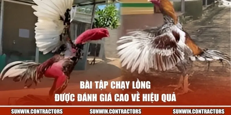Cách Làm Gà Đá Lì Đòn - Bí Quyết Sở Hữu Thần Kê Bất Bại 2 Bài tập chạy lồng được đánh giá cao về hiệu quả