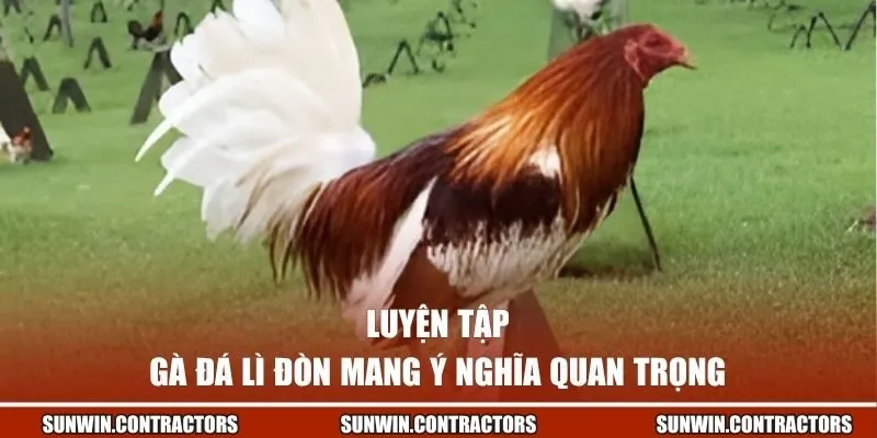 Cách Làm Gà Đá Lì Đòn - Bí Quyết Sở Hữu Thần Kê Bất Bại 1 Luyện tập gà đá lì đòn mang ý nghĩa quan trọng