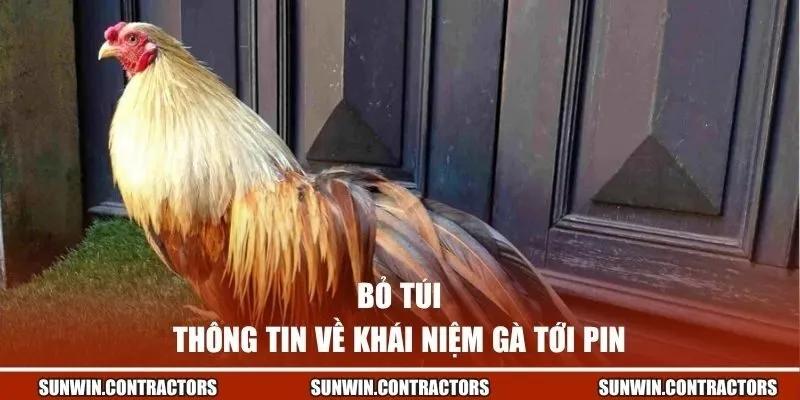 Cách Chăm Gà Đá Tới Pin - Bí Quyết Giúp Sở Hữu Thần Kê 1 Bỏ túi thông tin về khái niệm gà tới pin