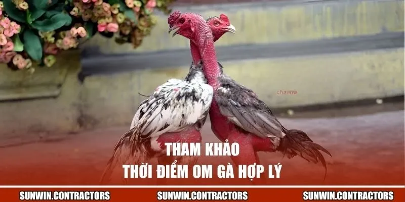 Kỹ Thuật Om Bóp Gà Đá Chuẩn Giúp Nâng Cao Khả Năng Thi Đấu 2 Tham khảo thời điểm om gà hợp lý