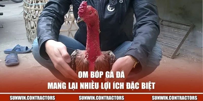 Kỹ Thuật Om Bóp Gà Đá Chuẩn Giúp Nâng Cao Khả Năng Thi Đấu 1 Om bóp gà đá mang lại nhiều lợi ích đặc biệt